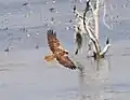 Marsh Harrier female
