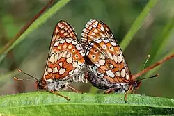 Mating