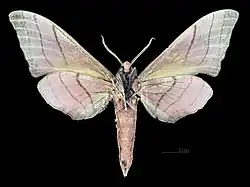 Male M. c. cristata, underside