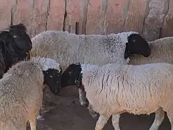 several black-faced white-woolled sheep with no horns