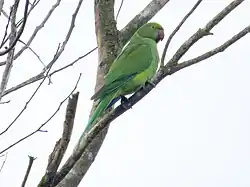 Photo of a green parrot on a branch