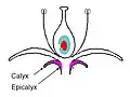 Calyx (a collective term for sepals of a flower); Epicalyx (a collective term for structures found on, below, or close to the true calyx, also called false calyx). Some varieties show pronounced epicalyx structures, such as found in variety Arab (plural calyces).