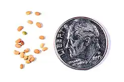 seeds next to US dime for scale