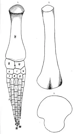 Diagram of a hind paddle, a femur and a vertebrae