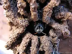 Melipona quadrifasciata