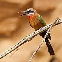 Perched on a branch