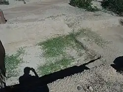 One of the two largest networks of irrigation canals created in the prehistoric Americas by the Hohokam.