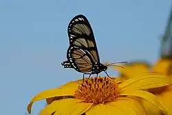 Methona themisto; Ithomiini