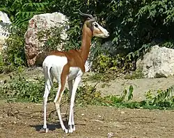 Budapest Zoo and Botanical Garden, Hungary