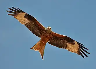 Red kite (Milvus milvus)