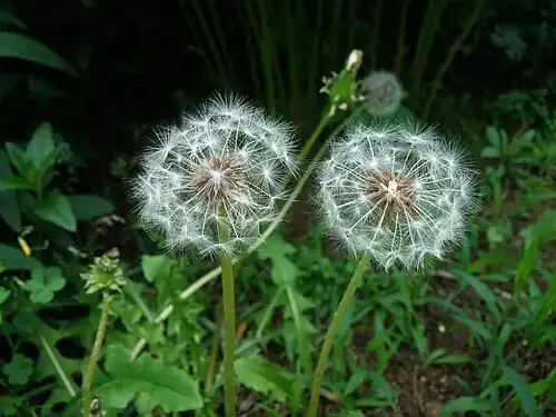 Plant with two seedheads