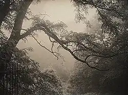 Tree in the mist, 1910s