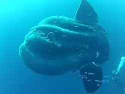 Giant sunfish
