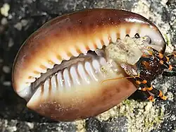 a painted hermit crab in an empty shell