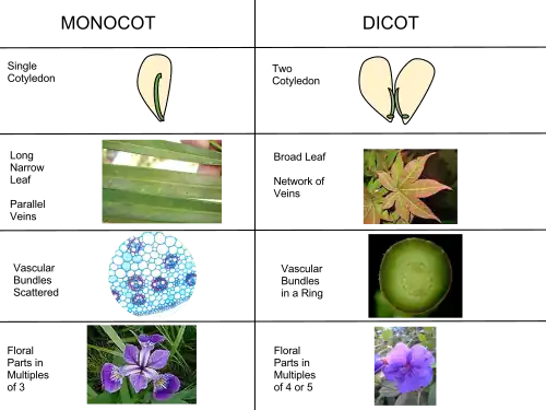 Illustrations of differences between monocots and dicots