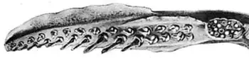 Tentacular club of Moroteuthopsis ingens