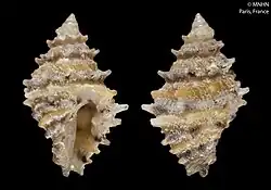 Morula and Morula cernohorskyi