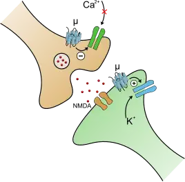 When the μ-opioid receptor is activated on a neuron, the voltage-gated calcium channel (green) closes and the voltage-gated potassium channel (blue) opens. Both of these individual actions make the presynaptic neuron less likely to release glutamate (red), leaving the neuron at rest longer. This slowing down of neurons via interactions with ion channels and receptors is a hallmark of a depressant. Without glutamate the pain signal gets "cut short" and cannot ascend a pathway and reach pain processing centers in the midbrain of the brainstem.