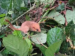Hazel dormouse (Muscardinus avellanarius) in the garden