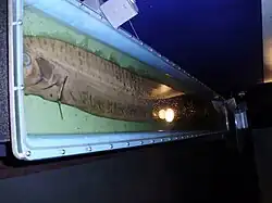 Oarfish (Regalecus sp.)