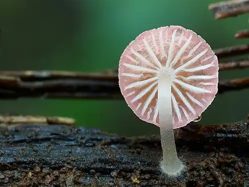 Cap underside