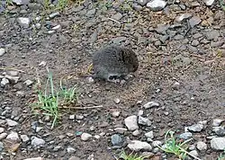 A small reddish-brown rodent standing on damp earth among some river rocks and gravel