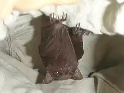Brown bat