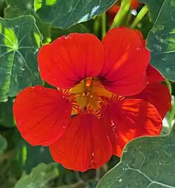 Bright red-orange flower with a yellow center