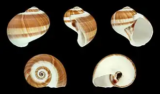 Natica vitellus (Naticidae)