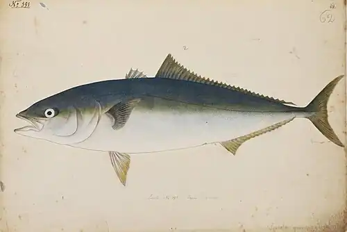 Japanese amberjack, painting by Kawahara Keiga (川原慶賀), 1823–1829