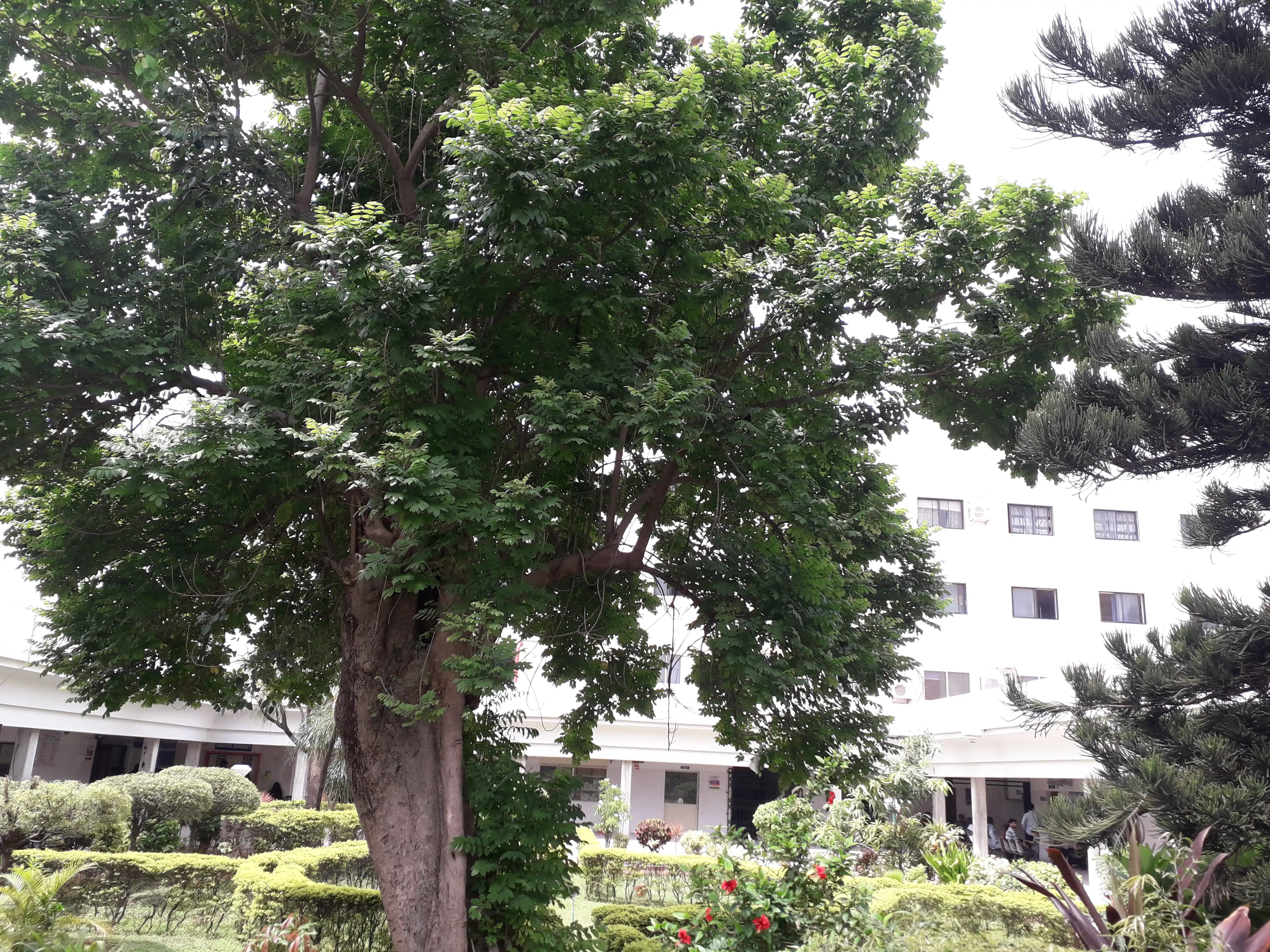 Nature_friendly_hospital