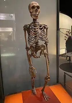 Slightly angled head-on view of a Neanderthal skeleton, stepping forward with the left leg