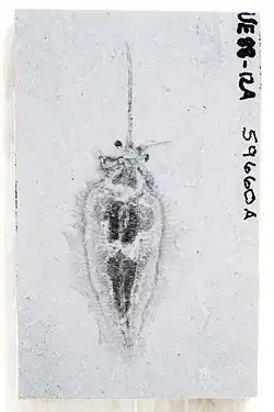 Nectocaris pteryx from the Burgess Shale; funnel is visible folded to left of specimen. Image from Smith (2013).[5]