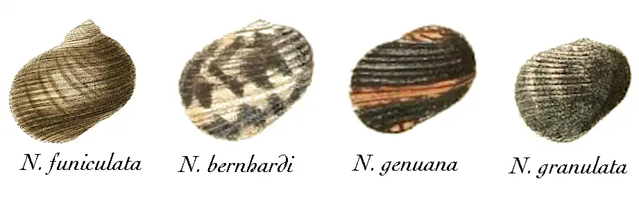 A row of four shells; the leftmost, N. funiculata, is dark; the next has a black and white pattern; the next is black with ruddy streaks; and the last is dark grey.