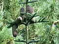 Noble fir Abies procera, with five heavy (20 cm, approx 0.5 kg each) cones, three erect, and two hanging where their weight has caused the branch to twist