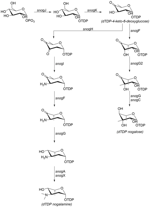 Biosynthetic pathway for the carbohydrate moieties of nogalamycin.