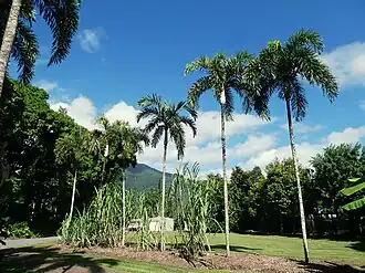 A row of Black palms planted in Cairns