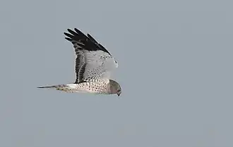 Northern harrier