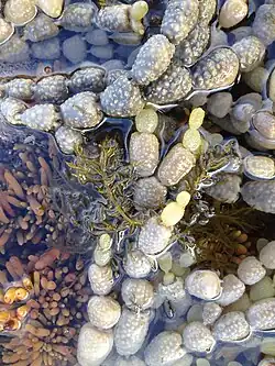 Notheia growing on Hormosira in a tide pool at Kaikōura, New Zealand