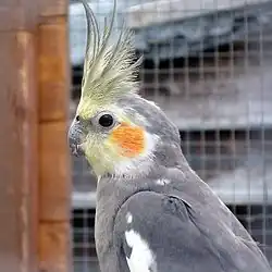Cockatiel (Nymphicus hollandicus)