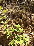 Caatinga puffbird nest opening