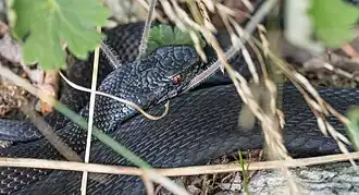Common European adder (Vipera berus berus)