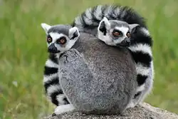 Two ring-tailed lemurs curled up together