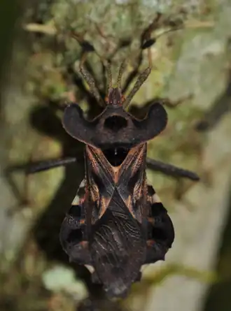 Odontorhopala callosa