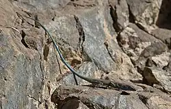 Omanosaura cyanura from United Arab Emirates