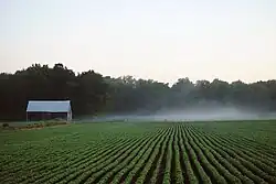 Tobacco crop growing in a farmer's field