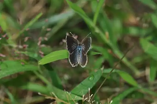 Dorsal view (female)