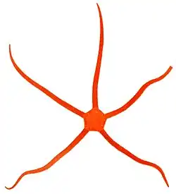 Ophioderma squamosissimum