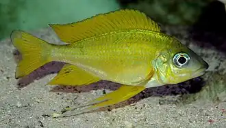 Ectodini (E): Ophthalmotilapia nasuta (male) is sexually dimorphic, males being more colorful with longer fins and nose[51]