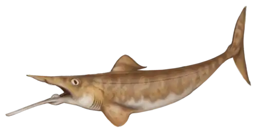 Ornithoprion was a small-sized Eugeneodont holocephalan that had an elongated lower jaw.